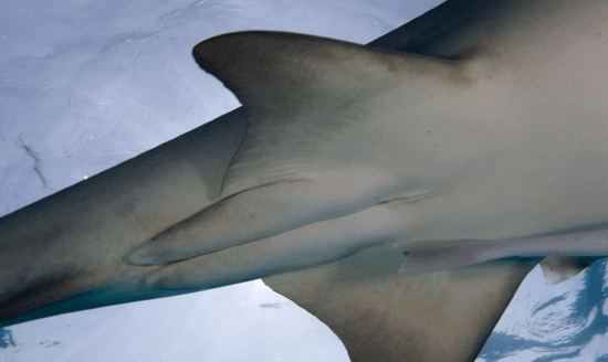 鲨鱼生殖图片
