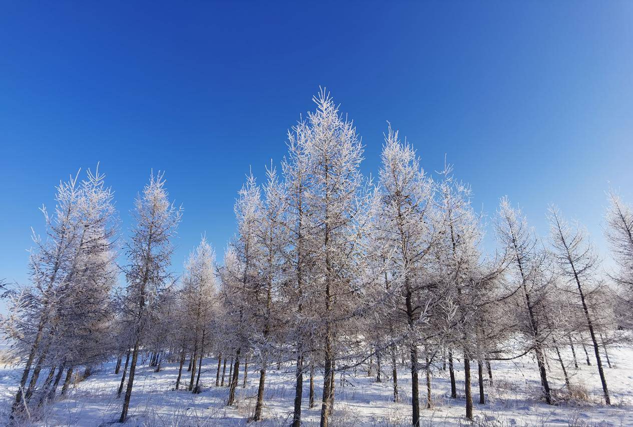 一到冬季,这里银装素裹,万顷如洗,被雪覆盖的牧场,草原,雪中的白桦林