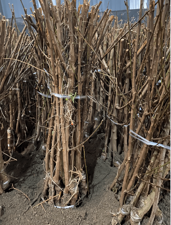 大红袍李子树苗生长迅速,枝条生长粗壮,果枝多,产量高