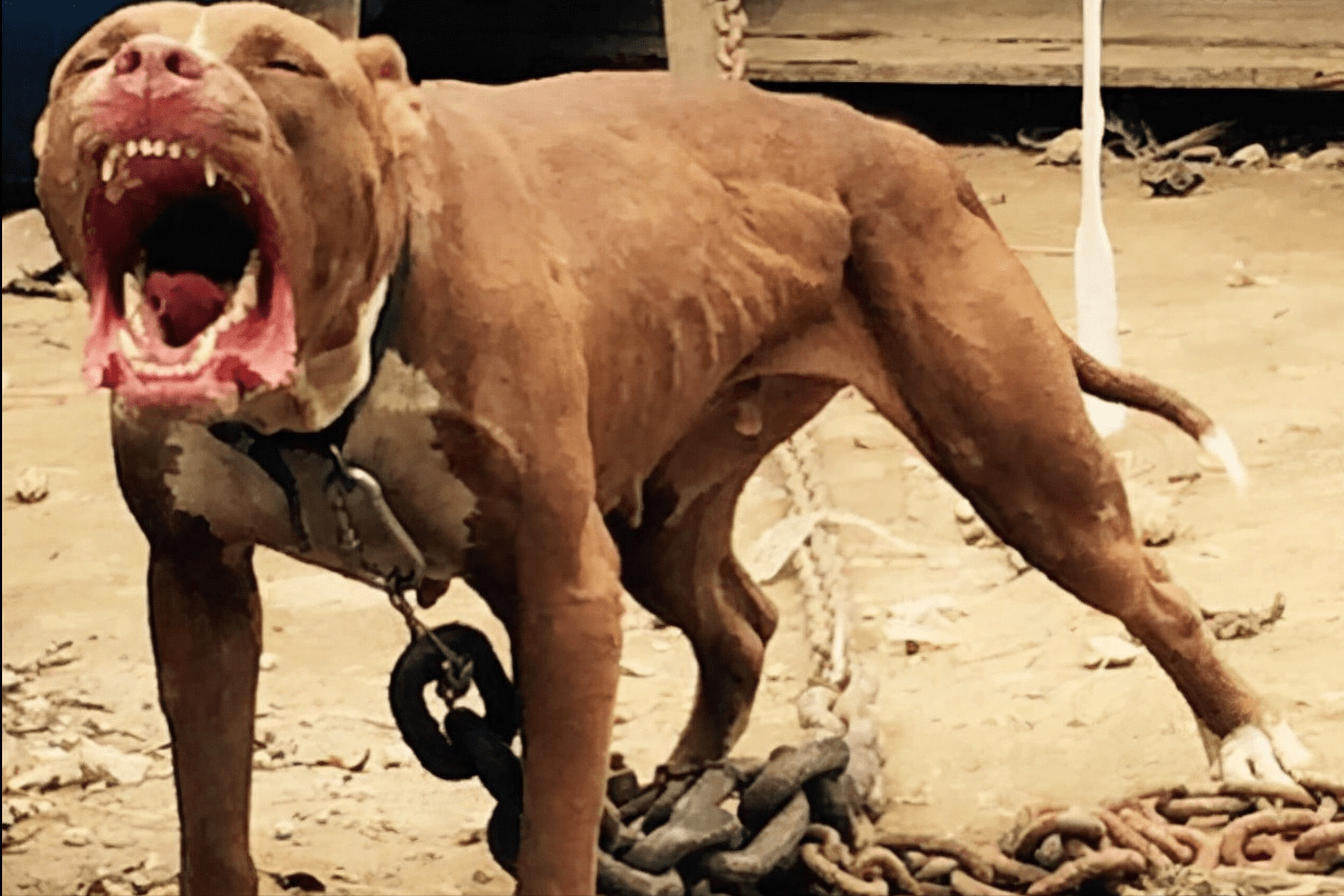 据说比特犬咬合力可以释放出120分钟的耐力 和80千克的咬合力,在打架