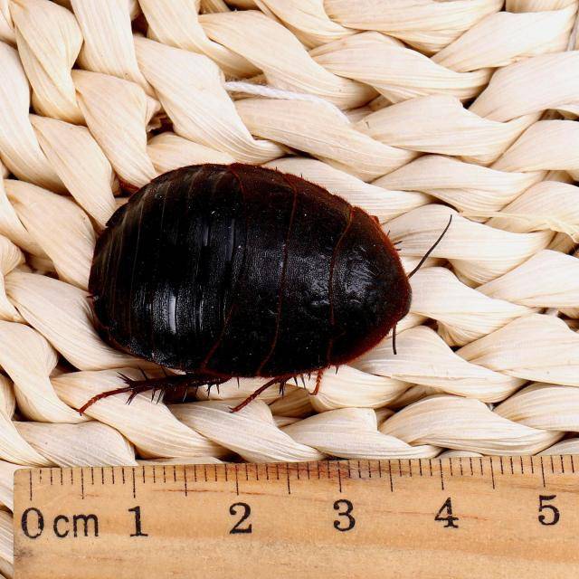 (四)为何农村家家户户都会养殖土鳖呢?