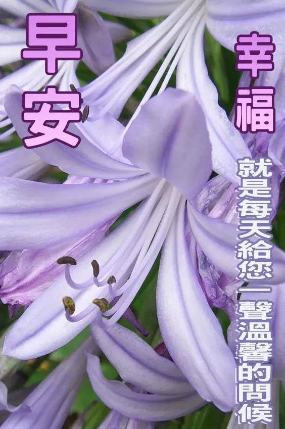 原創2021特別漂亮的早上好祝福圖片帶字溫馨不用打字聊天的早上好祝福