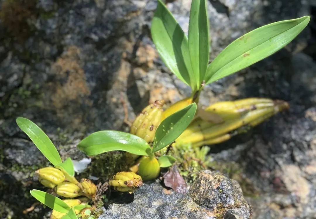 植物高山石斛，给你肌肤来一场补水盛宴