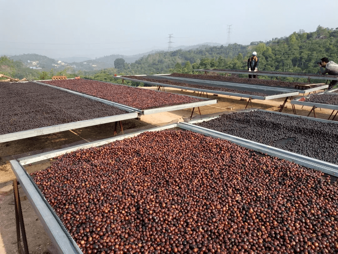 普洱市委書記李慶元在實地調研普洱市思茅區咖啡產業並召開咖啡產業