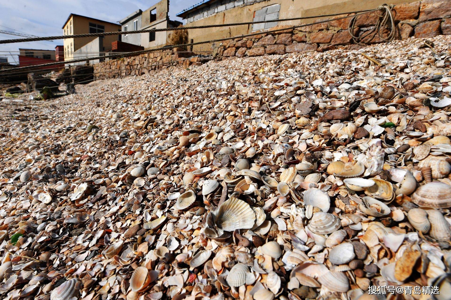 青岛这片"贝壳海滩",你见过么?_冲积_潮汐_甲壳