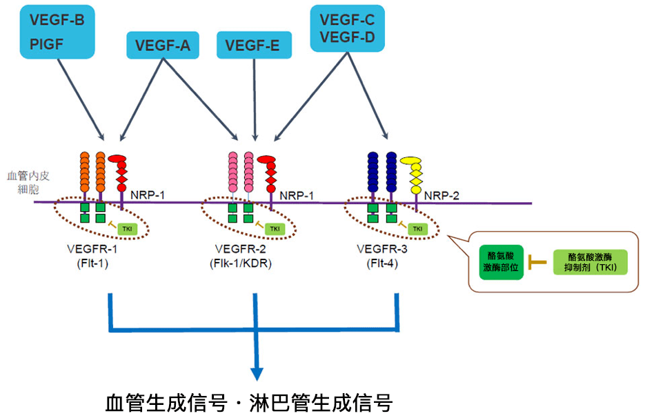 vegfrtki药物的心脏毒性