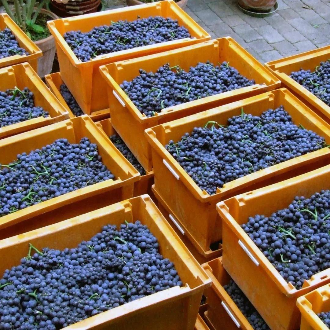 Weingut|德酒再度来袭，野猫酒庄（Weingut Chat Sauvage）！