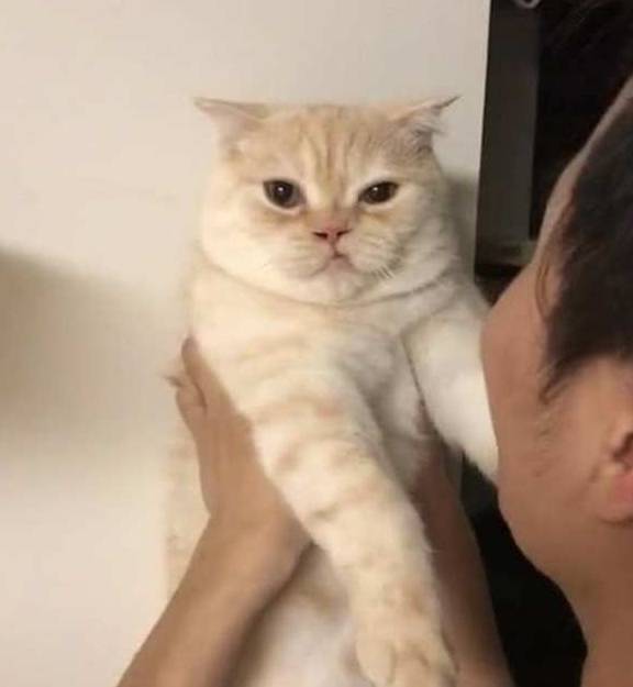 猫咪老婆生孩子，就将猫送到奶奶家寄养，两个月后来接猫时笑到扶墙走