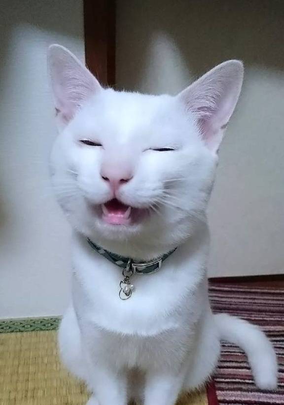 楚留香|猫界楚留香，猫留香：愚蠢的人类，藏哪里都是没有用的