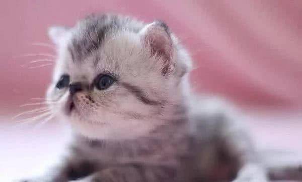 小奶猫一不小心掉进虎窝,炸毛中强装淡定:虎哥,我是你弟弟 小奶猫一不小心掉进虎窝,炸毛中强装淡定:虎哥,我是你弟弟