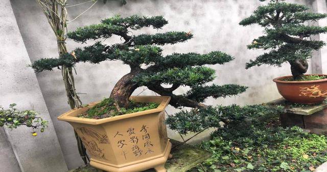 小叶罗汉松多少钱一棵