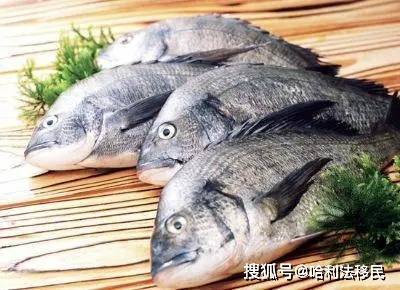 鱼多少温度冬眠 df634b7d5e8f4fc0b33373d472c26168.jpeg