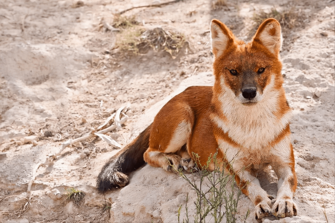 让中国野猪都害怕的克星豺在草原上是怎样的存在犬科最强