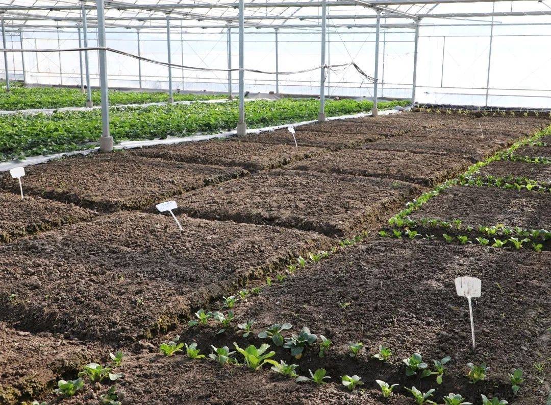 别再拍照打卡了 来种菜吧 菜园 蔬菜 种植区