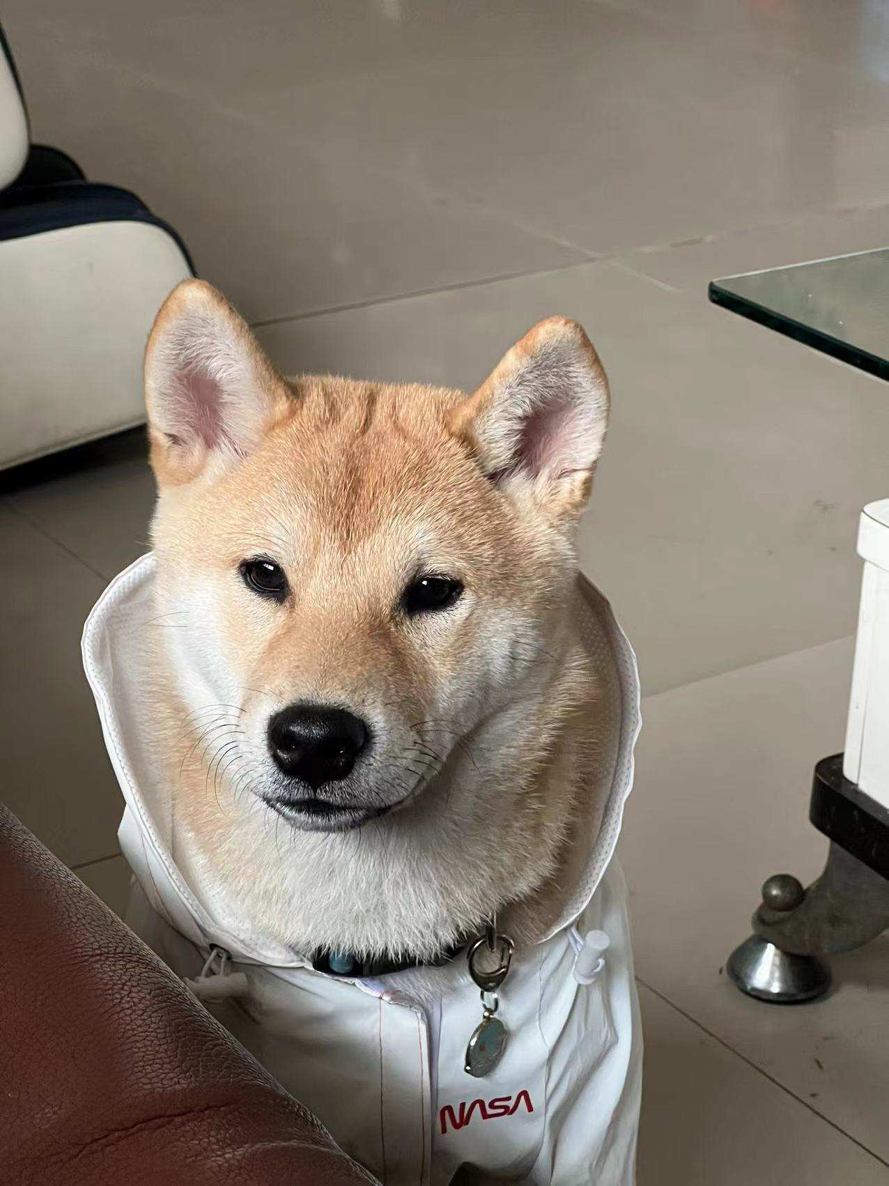 地方训犬技巧，No口令的建立