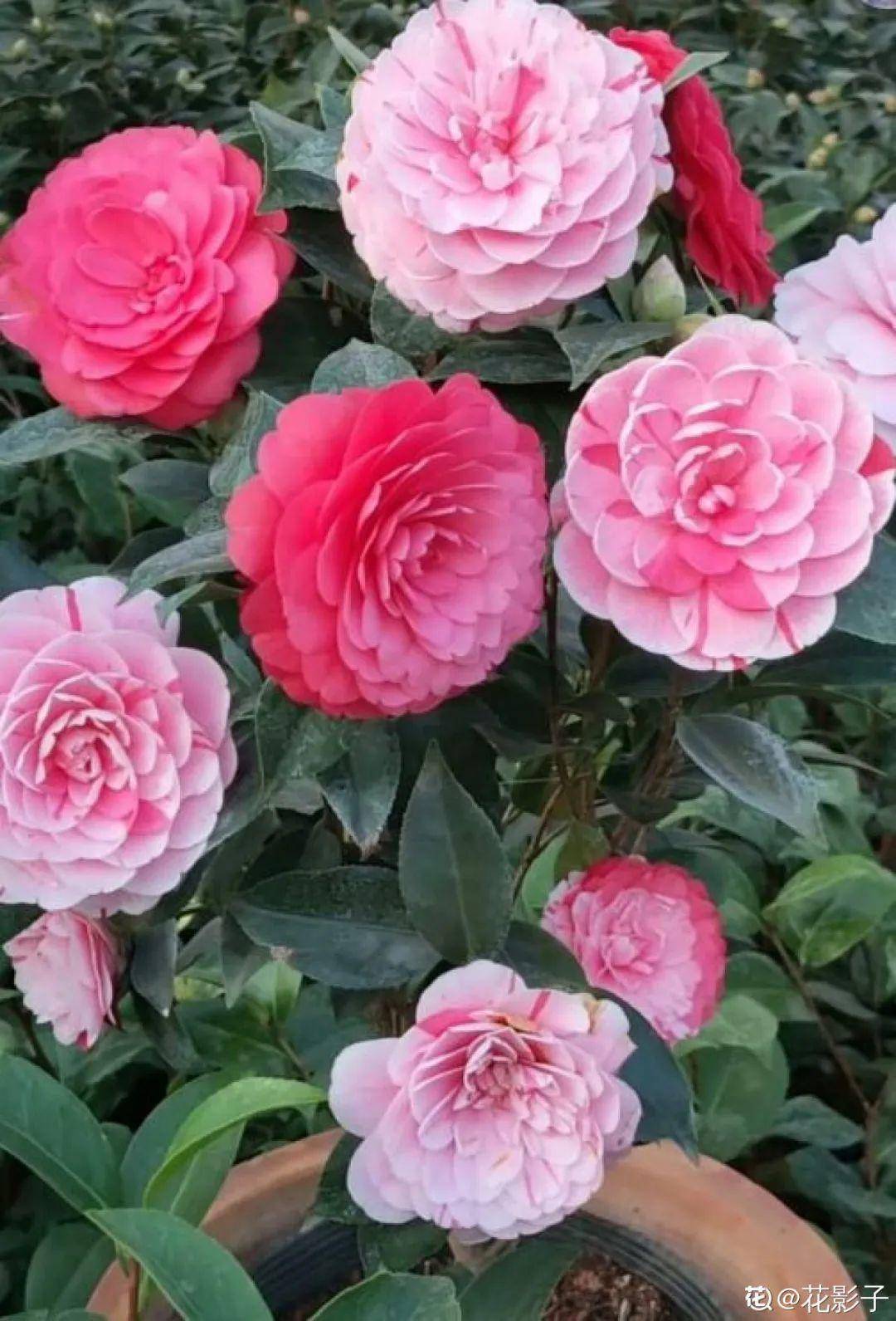 超爱 变颜色 的茶花 一树五色花 颜色艳丽赛牡丹 开花 花苞 建议