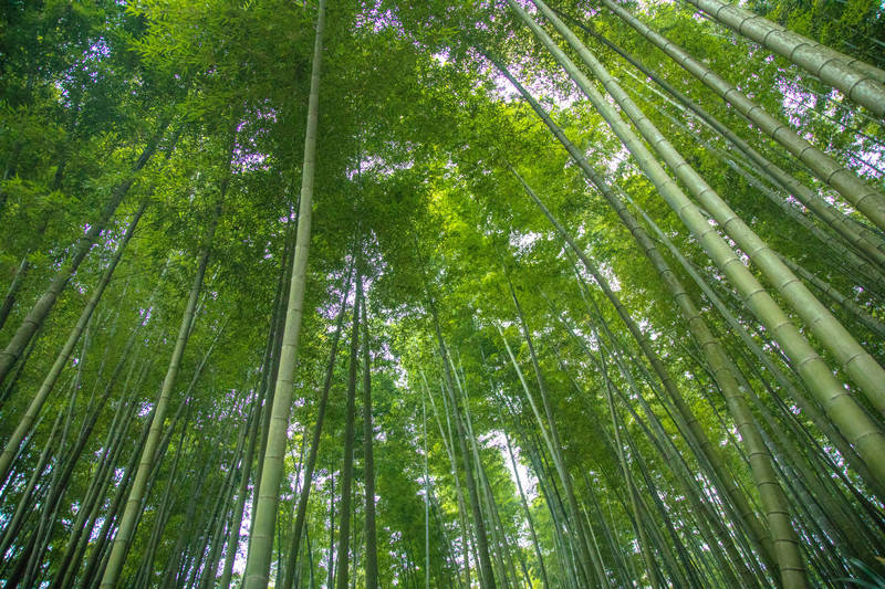 二天一晚玩转蜀南竹海旅游度假区（含特色美食、住行）