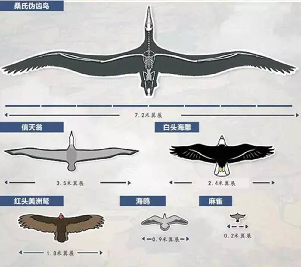 鸟类飞行气流图解图片