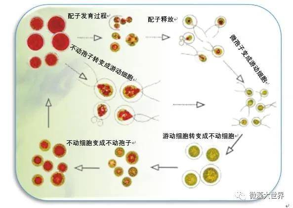 一文了解健康软黄金雨生红球藻的生长特点与喜好