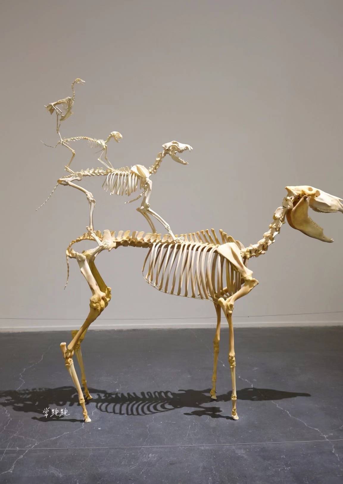 那件雕塑由四只动物的骨架组成,驴子,狗,猫和公鸡一个站在另一个的背