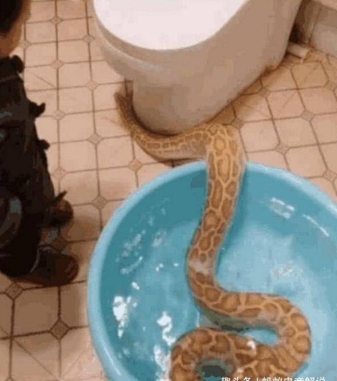 蛇是怎么进入厕所的 57f0c1ffdf5545b9b39093681766b9b1.jpeg