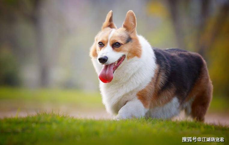 过娇|狗狗一旦对你做出这些事情，在它心中，你就是最重要的人