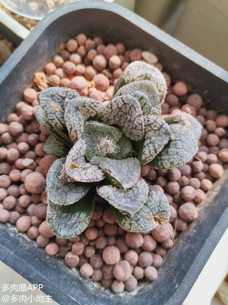 颜值和人气都很高的叠叶多肉你爱了吗