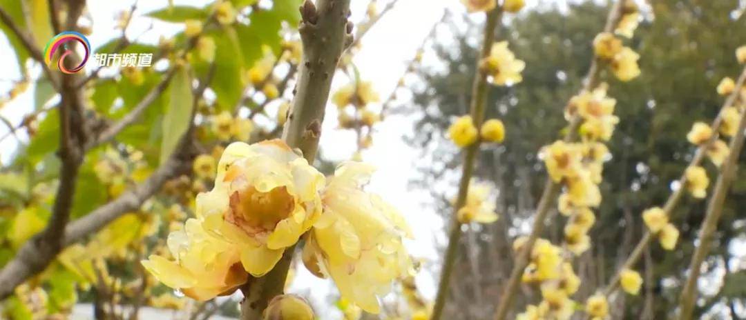 梅花|开了！花瓣薄如蝉翼，蜡梅绽放，惊艳了昆明的冬天