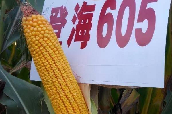 啥时候种玉米河南 d9388263adcc4828b483a48d0124f566.jpeg