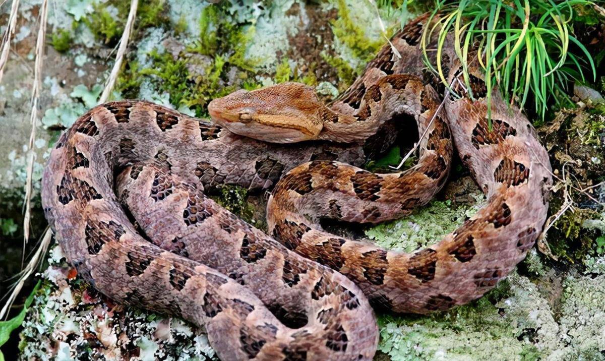 原创新竹一烙铁头蛇溜进院子小黑狗护主心切咬死毒蛇自己也中毒了