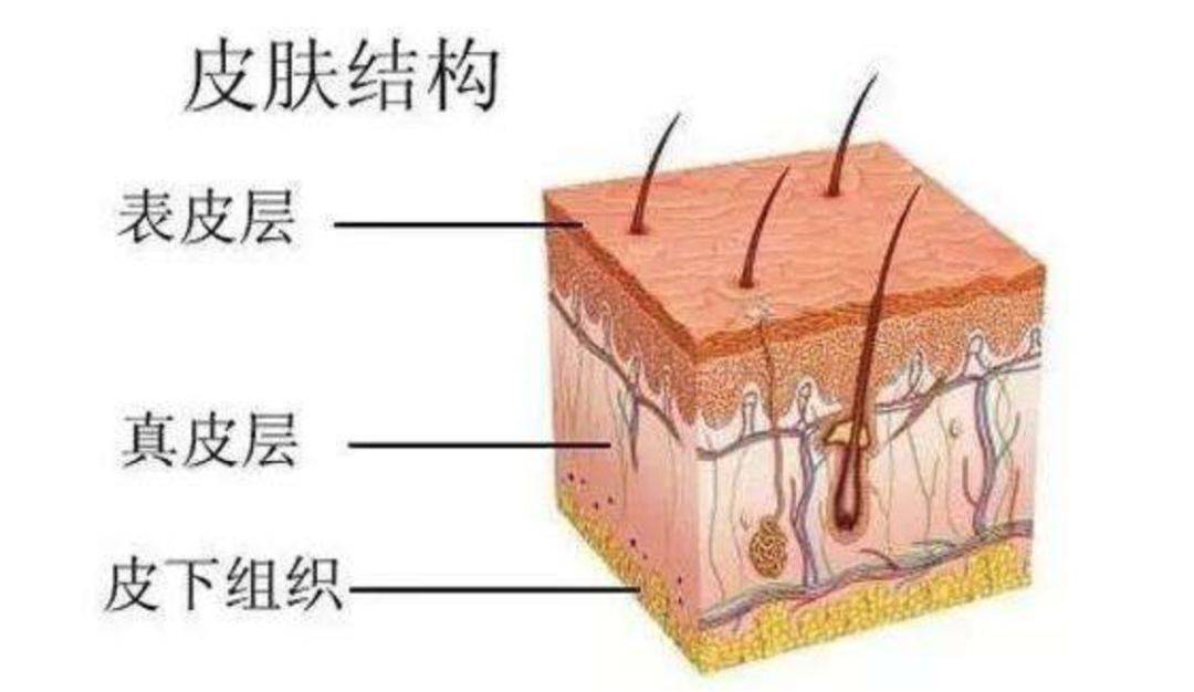 护肤品什么是皮肤？如何根据自己的肤质，选择适合自己的护肤品