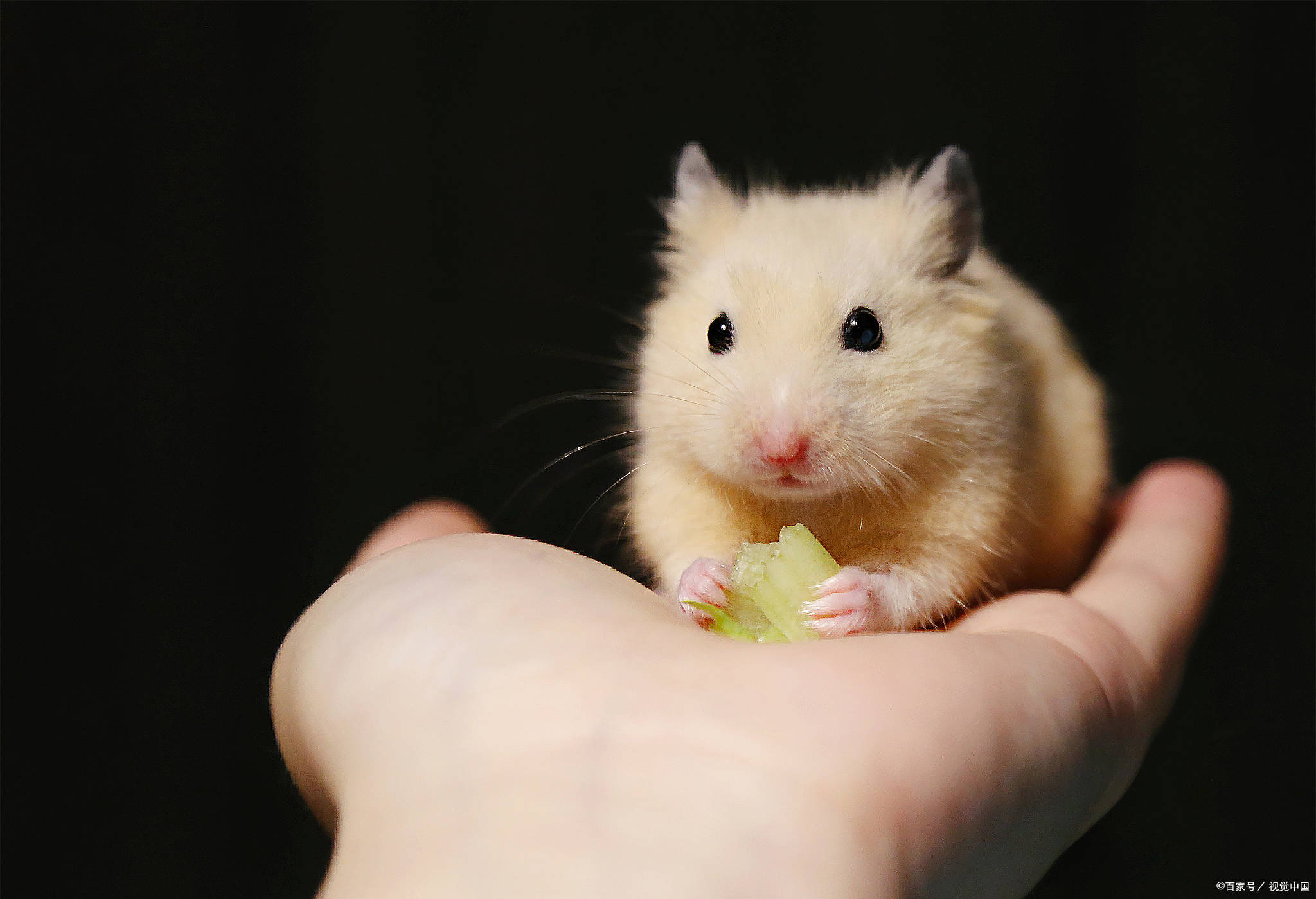 养宠须知仓鼠拉稀没有药怎么办