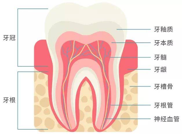 牙釉质在哪个部位图片