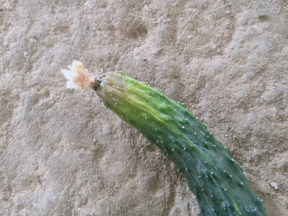 黄瓜烂瓜的原因有哪些?_灰白色_灰霉病_黑星