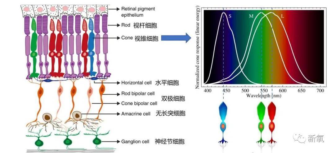 因为别再说直男分不清口红颜色了，他们是真的基因有缺陷...