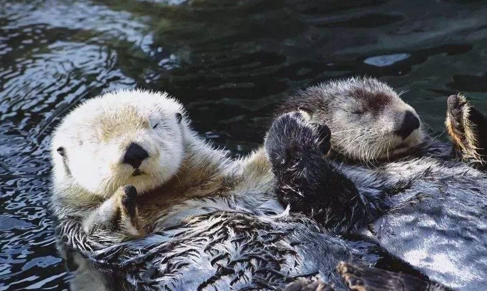 小水獭拼命抵抗不下水,当主人一把将它丢进去后,下一秒憋住别笑_本领