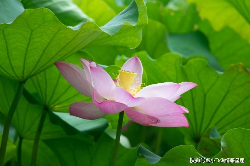 补充|出了名的健忘的三大生肖，做事拖泥带水，你有这样的朋友吗