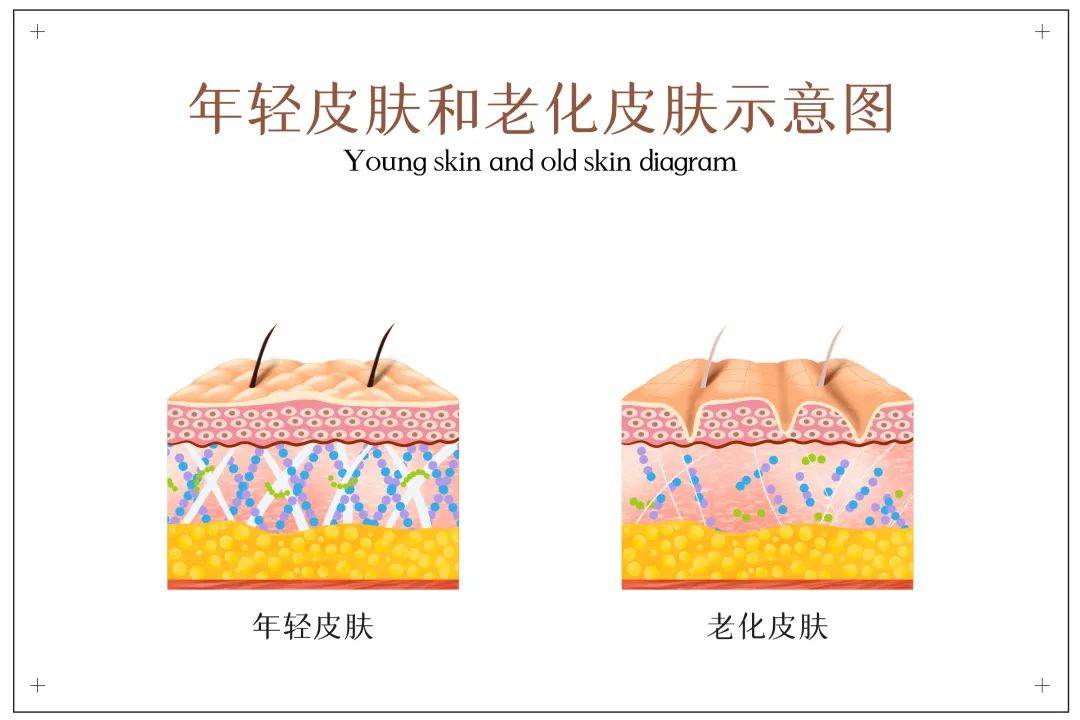 什么“早C晚A”火出圈！A醇究竟有什么用？