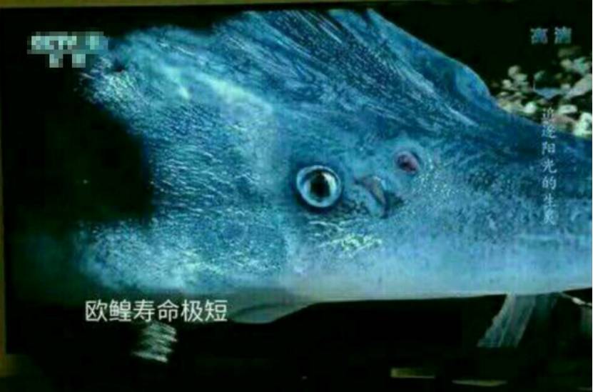 手游里的欧皇玩家有多猛?武器洗出极品属性,拿海景房都不肯换