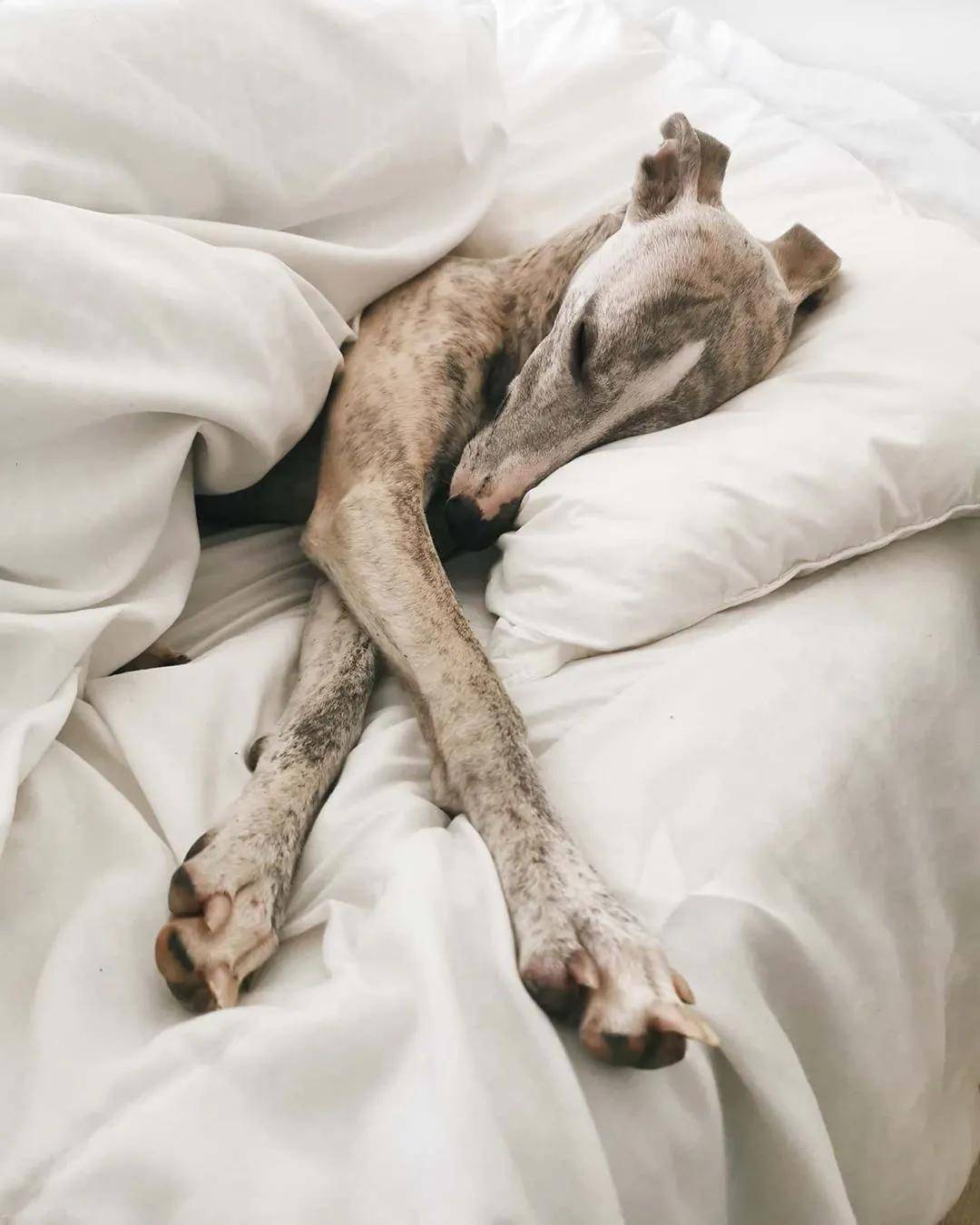 百科惠比特犬外表软萌的凶猛猎兔王