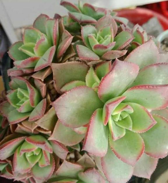 小球玫瑰多肉怎么养粗壮 35520488ac5b4687bd2136c1dedc3569.jpeg