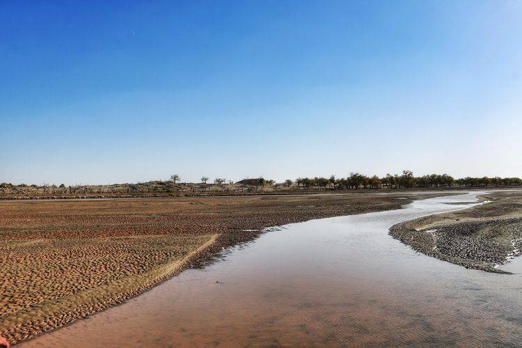 生态出现不断向好恢复的迹象,干涸的居延海也生长出茂盛的水草,重现了