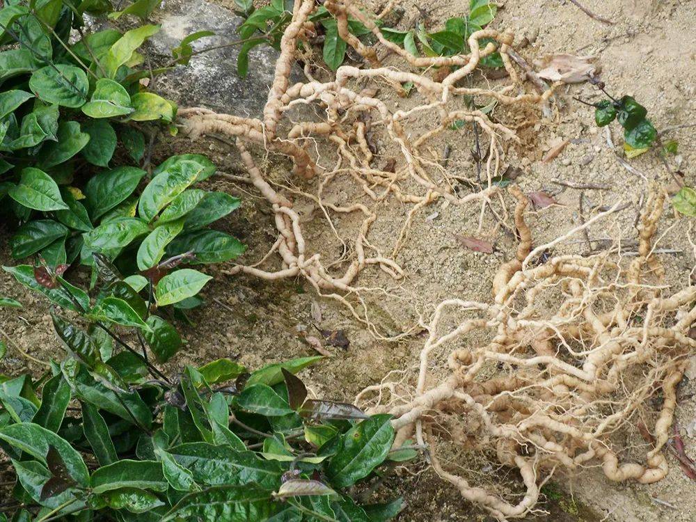 的地方文化给起个不同的称呼,比如叫鸡肠风,鸡眼藤的,也有叫黑藤钻,兔