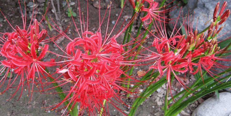 彼岸花的种植步骤 简单分为4步 其中第1步很重要 决定成活开花 土壤 球茎 栽培