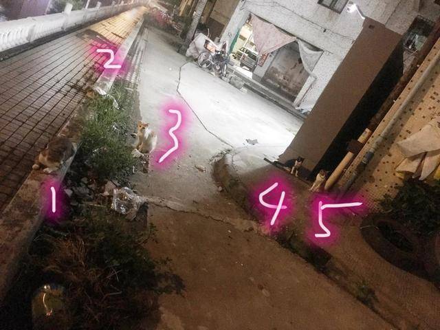 兄弟流浪猫5兄弟，天天围堵金毛，只因金毛抢了它的主人