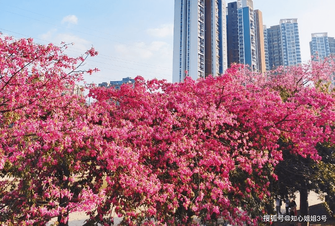 深圳的街头却悄然染上了粉色深圳限定粉色花海等你来打卡