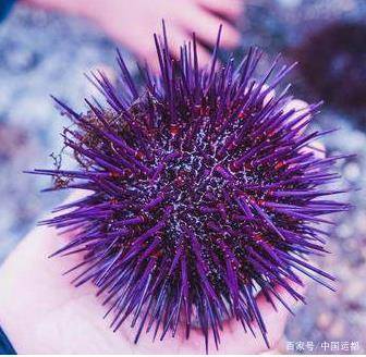 编辑搜图海麻线编辑搜图下锅烂编辑搜图龙须菜看完是不是很惊讶,原来