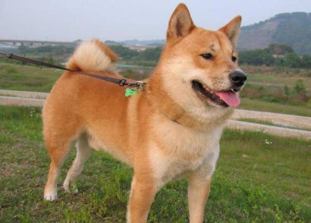 时间?最耐不住寂寞的5种狗，柴犬上榜，你家的狗狗在榜上吗？