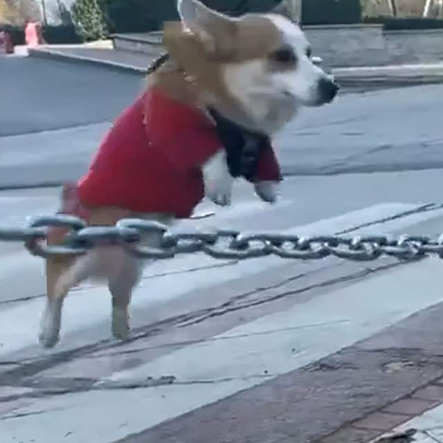 猫咪拾荒老人遇到狗狗，将自己宝贵的食物分享给它吃，这才是真爱吧？