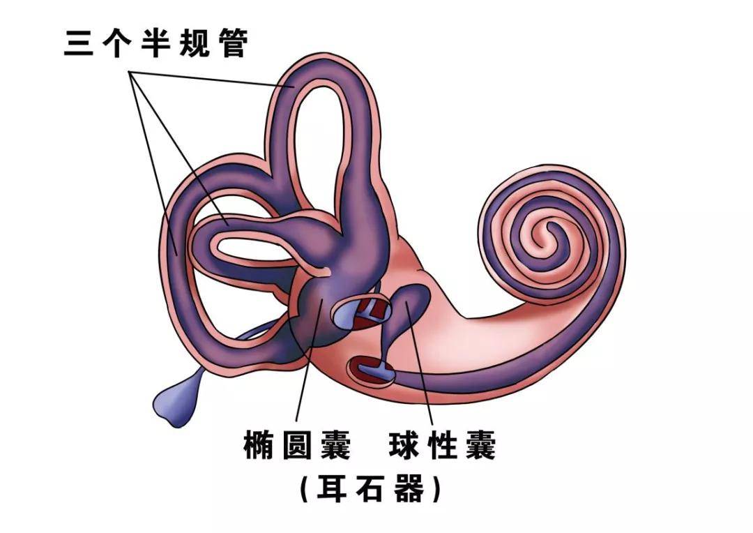 前庭球位置图片